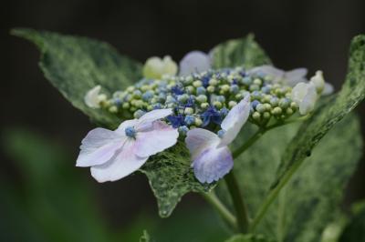 梅雨時に咲くアジサイ見に♪　稲沢大塚性海寺は、花の寺♪　２０１９