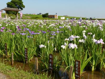 皐月晴れの小岩菖蒲園