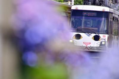 東急世田谷線「幸福の招き猫電車」と沿線に咲き広がる紫陽花の風景を探しに訪れてみた