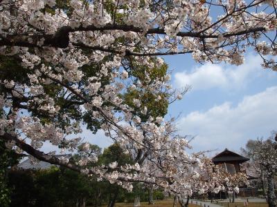 春の京都2019　一人旅　その1　～東本願寺・渉成園・神泉苑～　