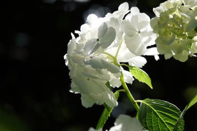 紫陽花　下田公園2019 初見