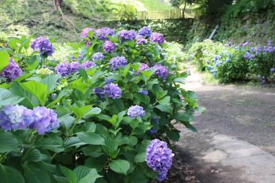 和歌山電鉄貴志川線と紫陽花を求めて和歌山城へ一人旅