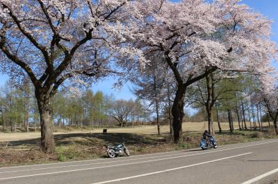 ２０１９　桜（高田公園・松が峰）