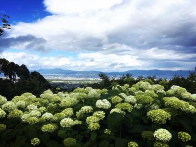 京の週末　紫陽花をもとめて西山へ　後編　～西国三十三所 第二十番札所　善峯寺～