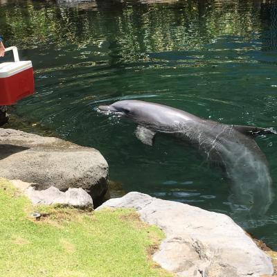 夫婦2人ハワイ・ワイキキの旅2019　～5日目～