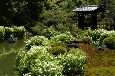 京の新緑の季節にめぐる花探訪！！　京都御三家・炭屋旅館の懐石料理と瓢亭の朝がゆ