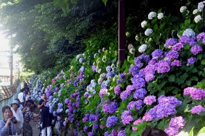 飛鳥山公園　紫陽花　（4月の桜も）