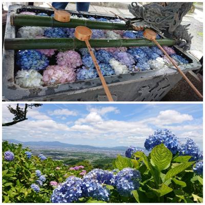 鎌倉の後は、京都であじさい♪