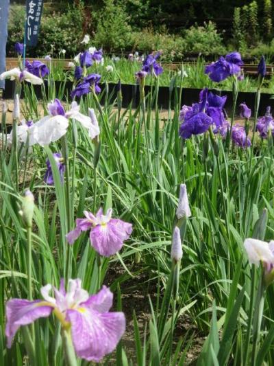 堀川菖蒲園の菖蒲を見て来ました。見頃ではなかったです（２０１９年）海蔵川の桜（2018年）