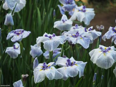 明治神宮御苑の花菖蒲を愛でに