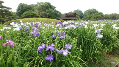 岡山後楽園で花菖蒲と蓮の花を楽しむ