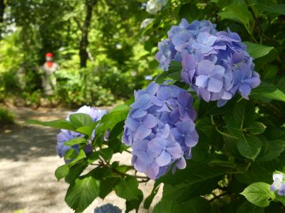 「常楽寺」のアジサイ_2019_数は多くありませんが、見頃になりました（群馬県・太田市）