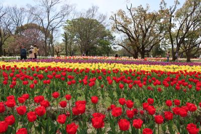 2019年　桜チューリップ　万博公園・茨木市