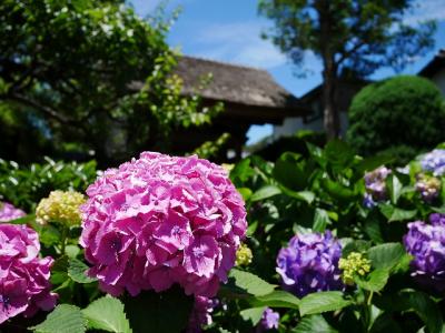 鎌倉紫陽花散歩2019