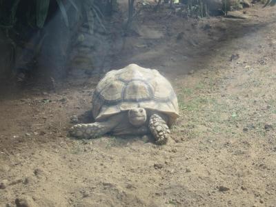 昼過ぎのバリ動物園はお昼寝タイム