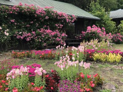 ラベンダーのくじゅう花公園と池山水源とガンジー牧場と高原ランチバイキング