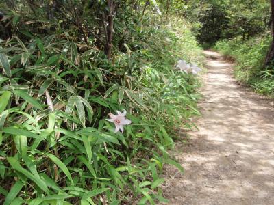 ゴロゴロ岳(2)登山　ササユリを求めて