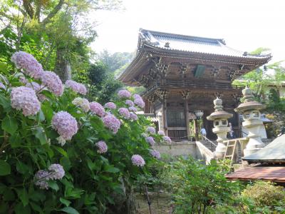 紫陽花鑑賞のため花の寺・長谷寺へ