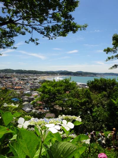 紫陽花を見に長谷寺へ