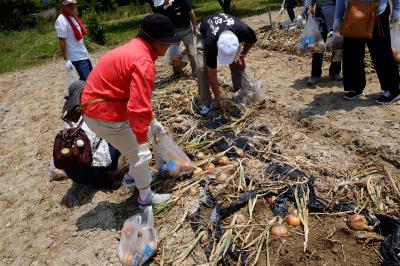 名古屋の農に触れる旅・スイートコーン＆野菜収穫体験に行ってきました