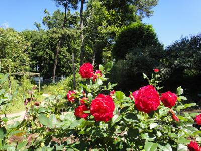 梅雨時にこそ輝く、北総の花々を巡る旅