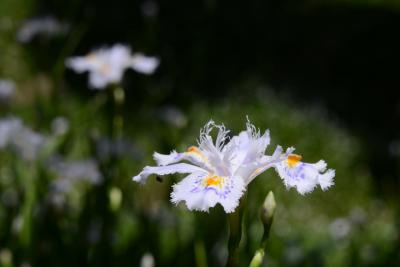 水源の里・老富のシャガを楽しむ