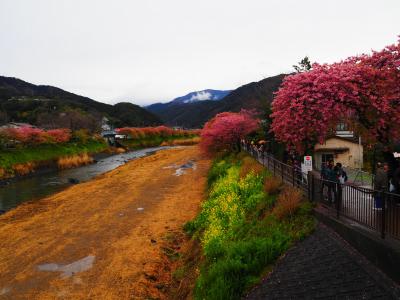 2019 雨中の伊豆半島『河津桜まつり』＆南伊豆町『みなみの桜と菜の花まつり』観桜の旅(^^♪