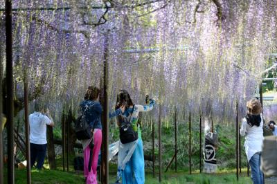 白毫寺の九尺ふじを楽しむ