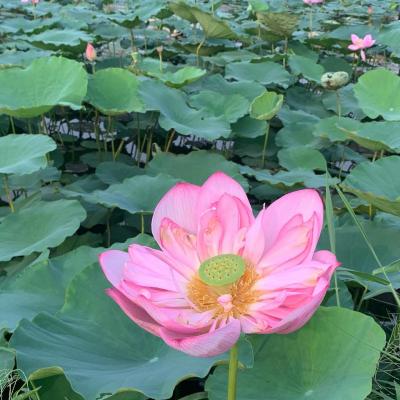 初一人海外旅行☆。.:＊in【ハノイ】③旧市街地～タイ湖ロータス❁