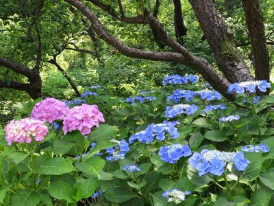 アジサイは少し遅かった府中市郷土の森博物館