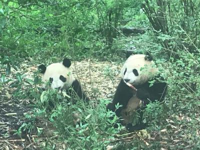 2019ＧＷ四川・雲南の旅⑦～成都パンダ園＠セントレジス成都