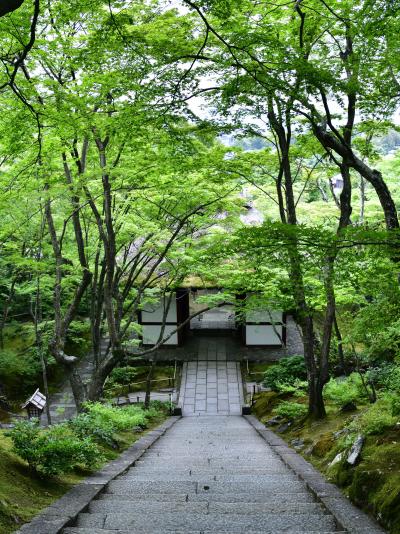 初夏の京都、青もみじが素敵で、とても静かな嵯峨野の   ”常寂光寺” へ     ☆(^з^)☆