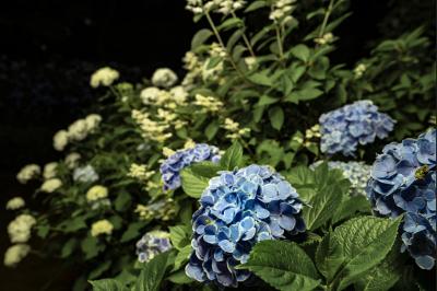 自転車ライトが照らす紫陽花の夜