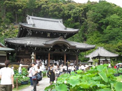 京都・宇治 あじさい寺　三室戸寺　令和元年