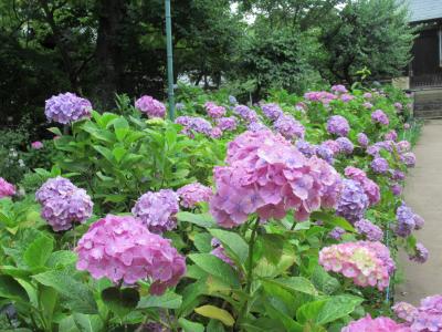 ひさしぶりの訪問・アジサイの寺　千葉県・本土寺へ【2019年6月】