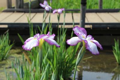 悲しき故郷への思いと菖蒲の花