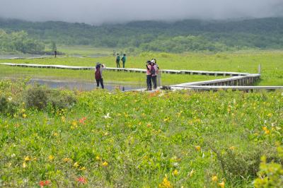 福島県・雄国沼のニッコウキスゲとレンゲツツジ、そしてコバイケイソウ