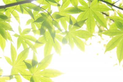 京都の初夏 - 深緑と苔と夜景【３】竹林も美しい圓光寺と、日本初のししおどしがある詩仙堂