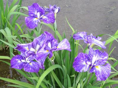 シャンシャン記念乗車券で菖蒲巡り+α（前編）