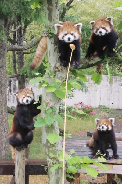 初夏の秋田レッサーパンダ遠征２泊１日（２）大森山動物園（前）レッサーパンダ特集：親子４頭期間限定の同居～まんまタイムの盗み食いに大笑い