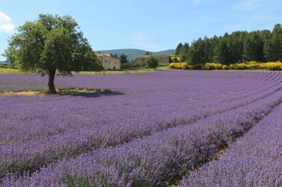 南仏の美しい村とラヴェンダー畑を巡る旅（11）《ソー高原》のラヴェンダー街道へ☆Sault