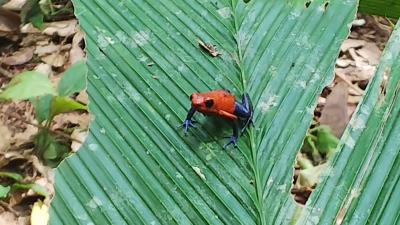 まさかのコスタリカ？！ ツアー一人参加の旅 【5日目：野鳥観察ウォーク編】