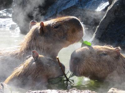 カピパラに会いに伊豆シャボテン動物公園へ