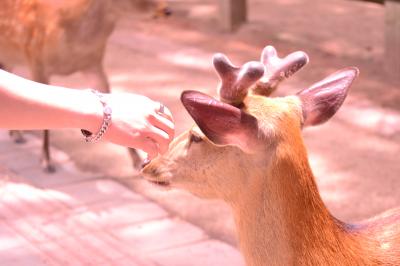 2019／６月奈良東大寺から高松塚古墳に行ってみました。