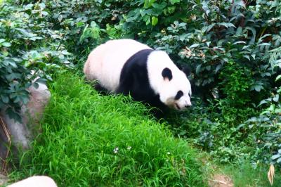 香港★大雨の海洋公園　メスパンダのインイン！　～海洋公園Ocean Park～