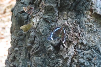 2019年森のさんぽ道で見られた蝶(２４)ルリタテハ、アカボシゴマダラ、ツバメシジミ、ムラサキシジミ
