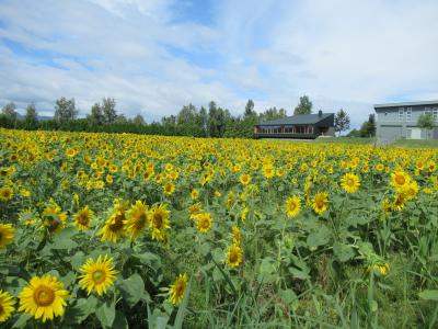 2018 夏の北海道遠征はハプニングあり【3日目】当初予定に戻り美瑛散策