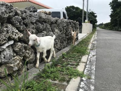 GW恒例の八重山めぐり②　石垣→黒島編