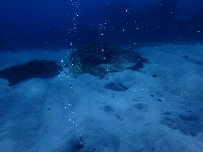 初夏の式根島ダイビング