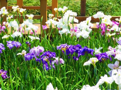 堀川菖蒲園へきれいな菖蒲が見れました。帰りに万古会館へ寄りました（２０１７年）